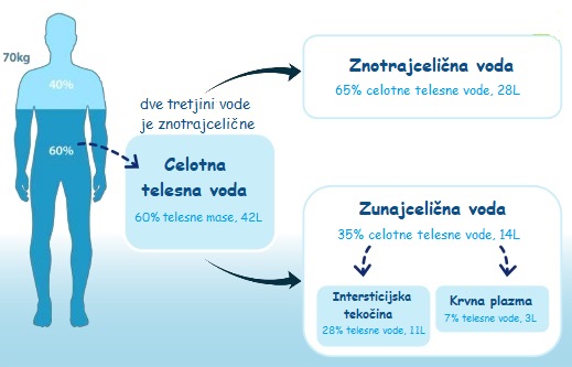 razporeditev telesne vode